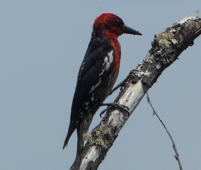 red-breasted sapsucker cz trail chapman landing scappoose oregon
