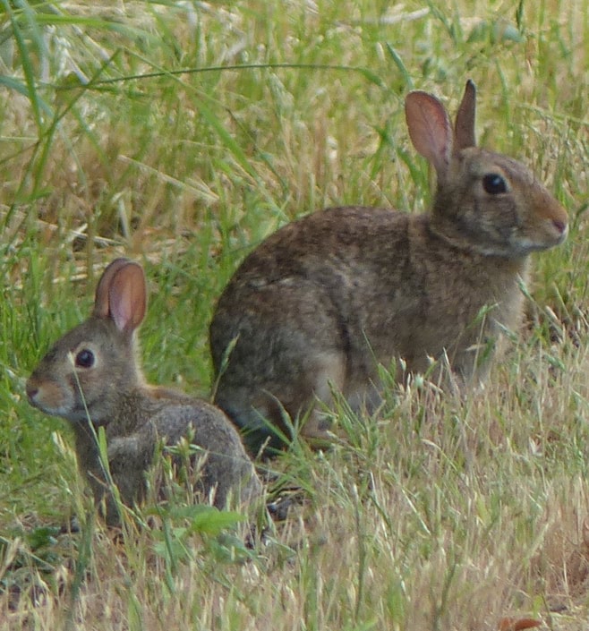 columbia county oregon mammal guide Brush Rabbit Sylvilagus bachmani