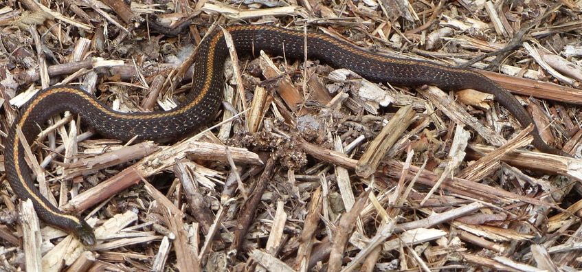 northwestern garter snake cz trail chapman landing scappoose oregon