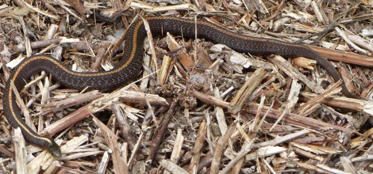 northwestern garter snake cz trail chapman landing scappoose oregon