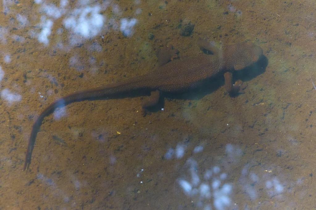 gnat creek oregon hatchery trail