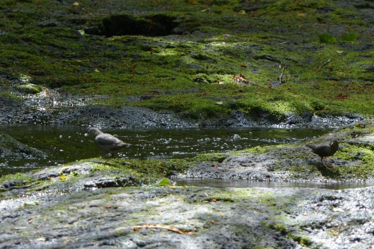 dipper gnat creek oregon