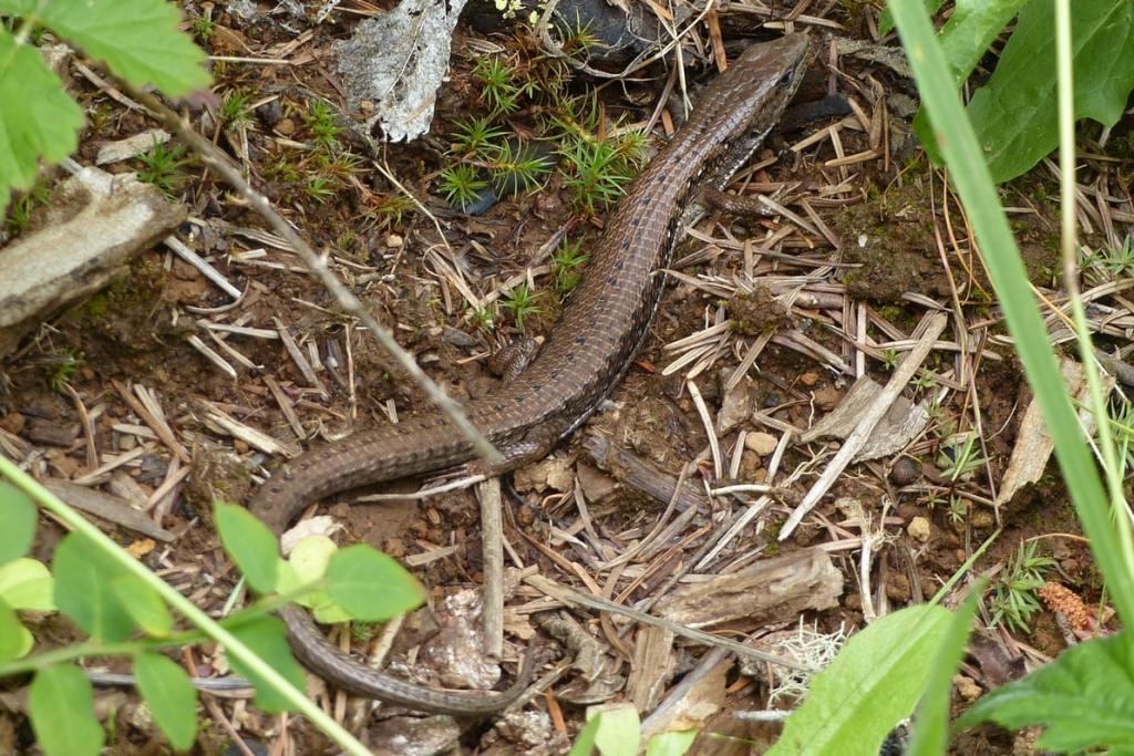 Northern Alligator Lizard