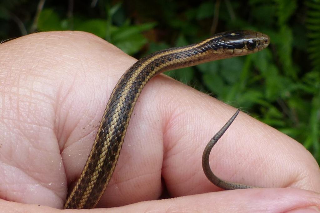 Northwestern Garter Snake (juvenile)
