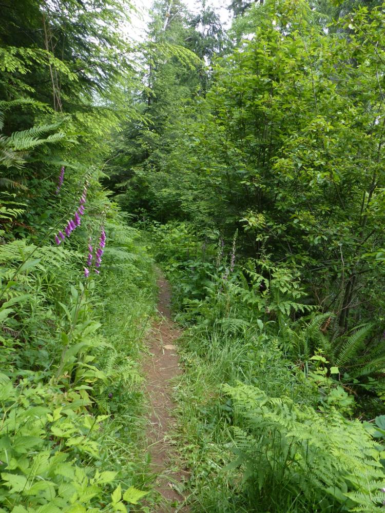 gnat creek trail oregon