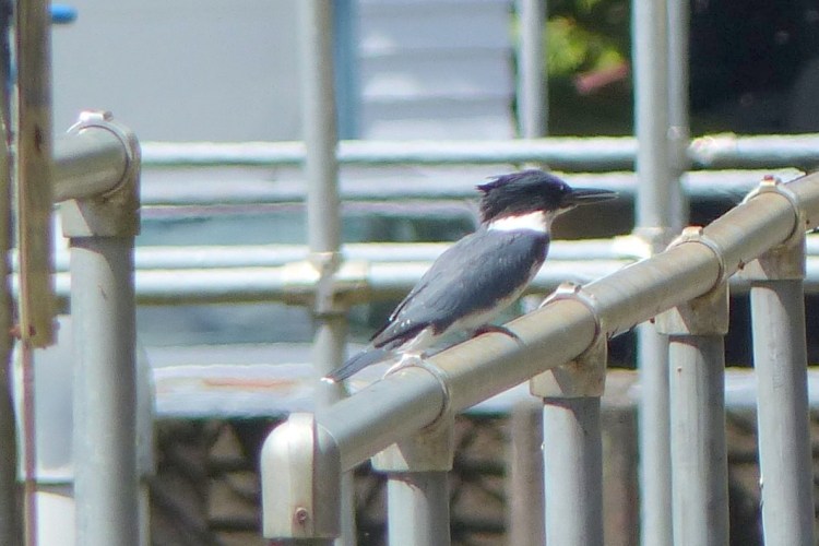 belted kingfisher oregon gnat creek hatchery