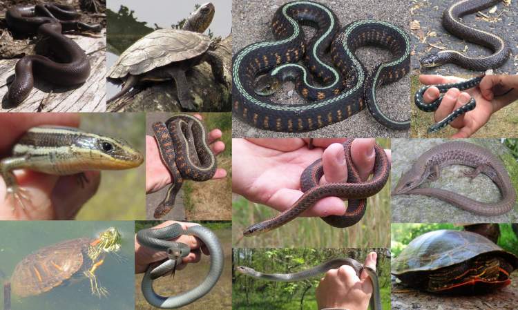 Reptiles lizards snakes turtles of Columbia County Oregon