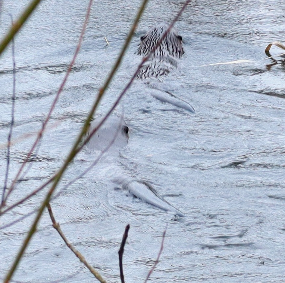 River Otters