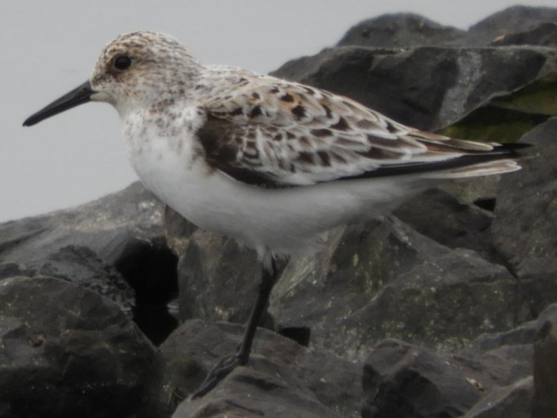 Sanderling columbia county oregon