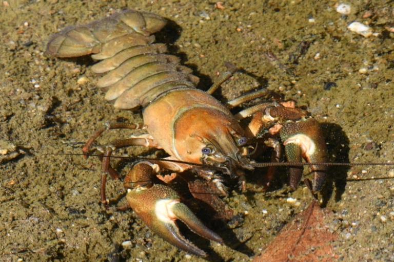 Crustaceans, millipedes, and centipedes of Columbia County, Oregon ...