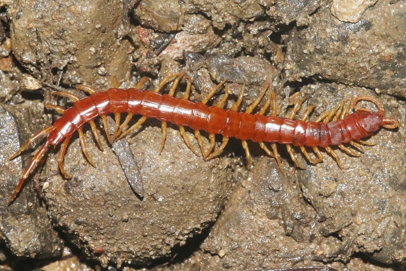 Thorn-tailed Bark Centipede Scolopocryptops spinicaudus columbia county oregon