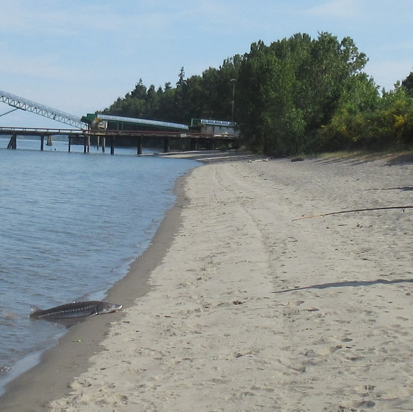 trestle beach st. helens oregon