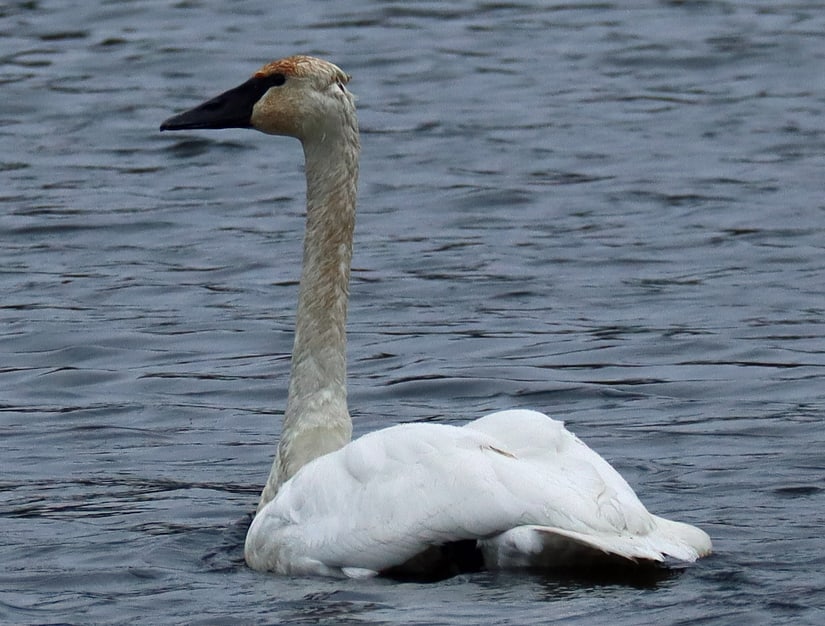Trumpeter Swan