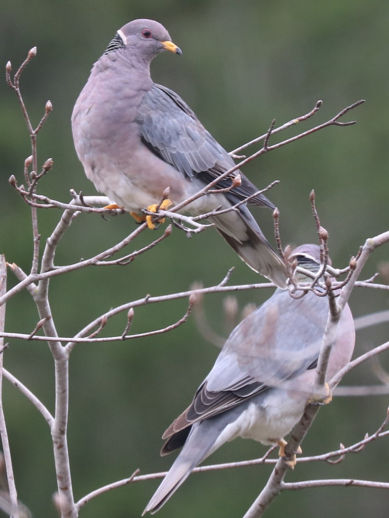 doves and pigeons of northwest oregon columbia county band-tailed pigeon