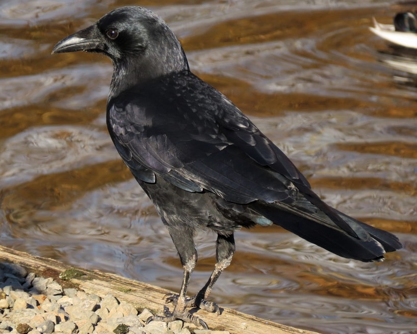 american crow oregon columbia county