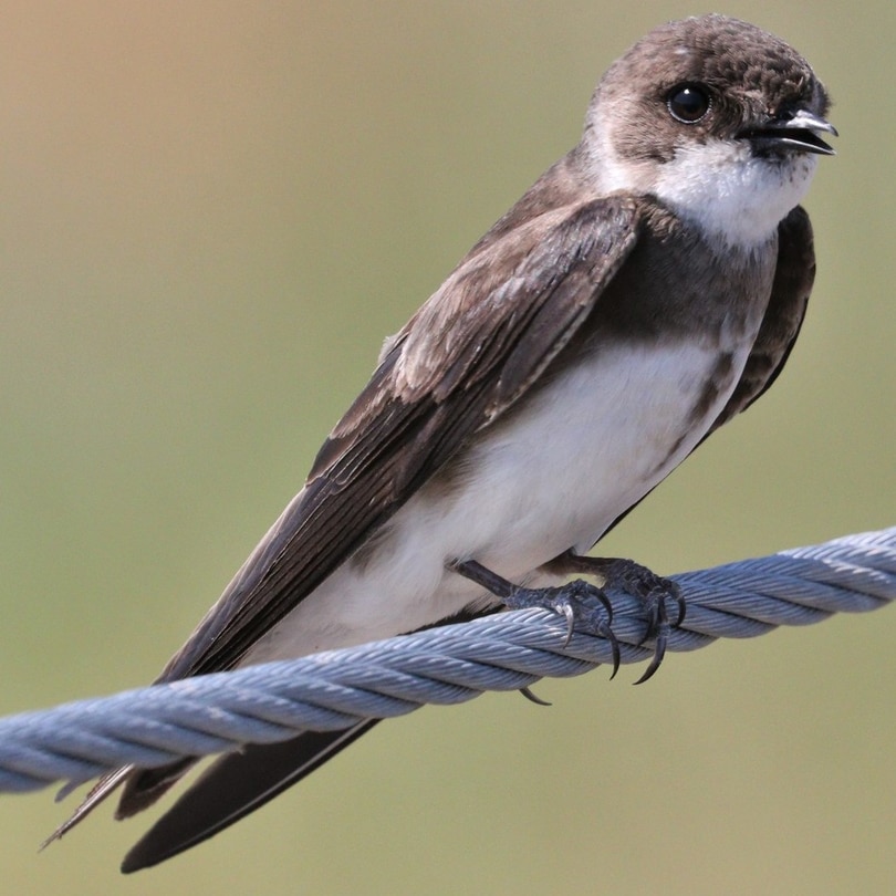 Bank Swallow northwest oregon columbia county