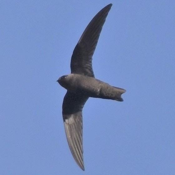 Black Swift northwest oregon columbia county
