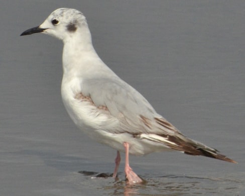 Bonaparte's Gull nonbreeding oregon columbia county