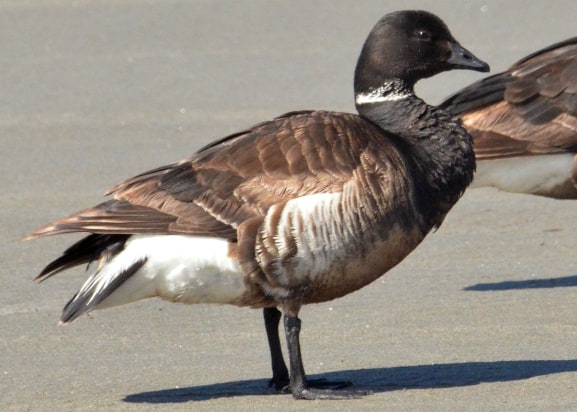 brant goose oregon coast columbia county