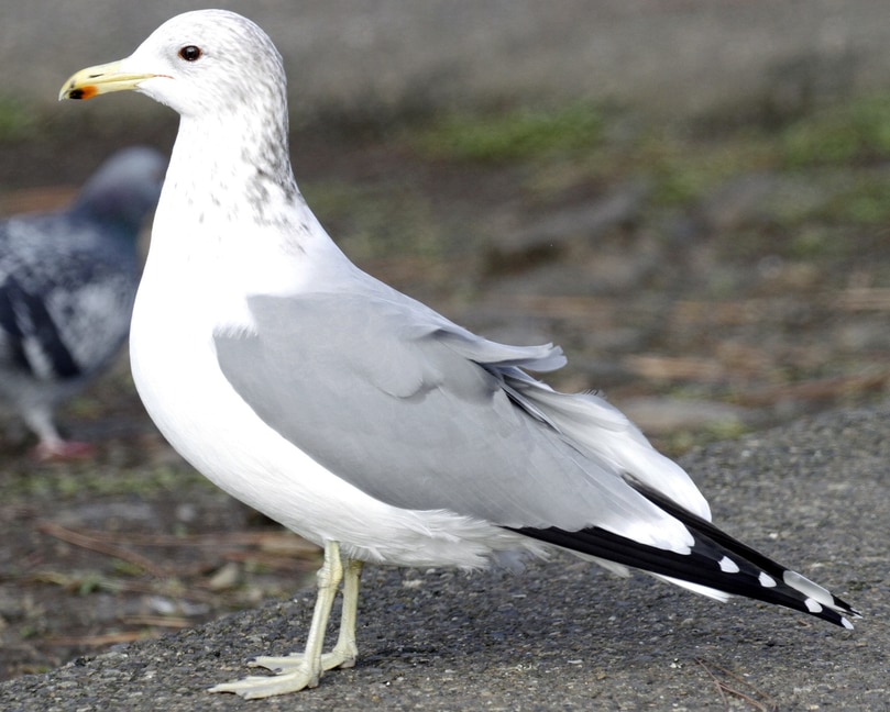 California Gull oregon columbia county