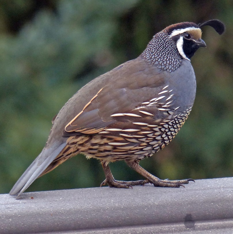 California Quail oregon columbia county