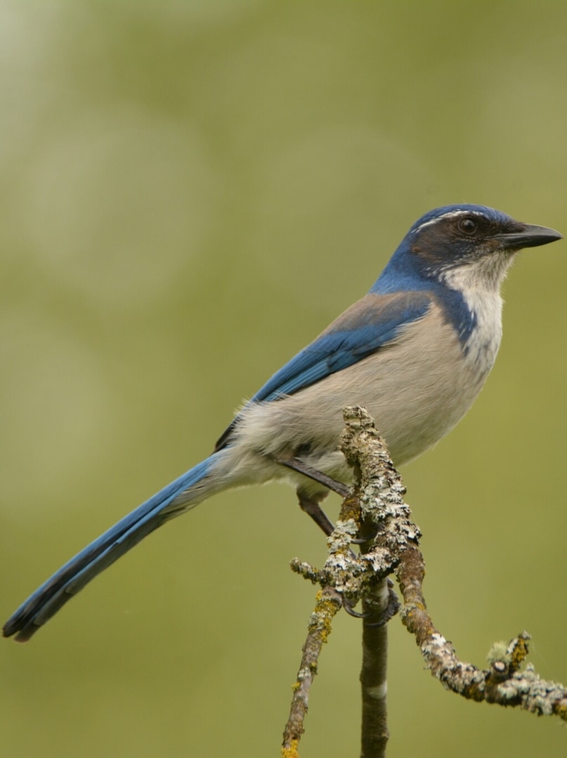 California Scrub-Jay jays crows corvids of northwest oregon columbia county