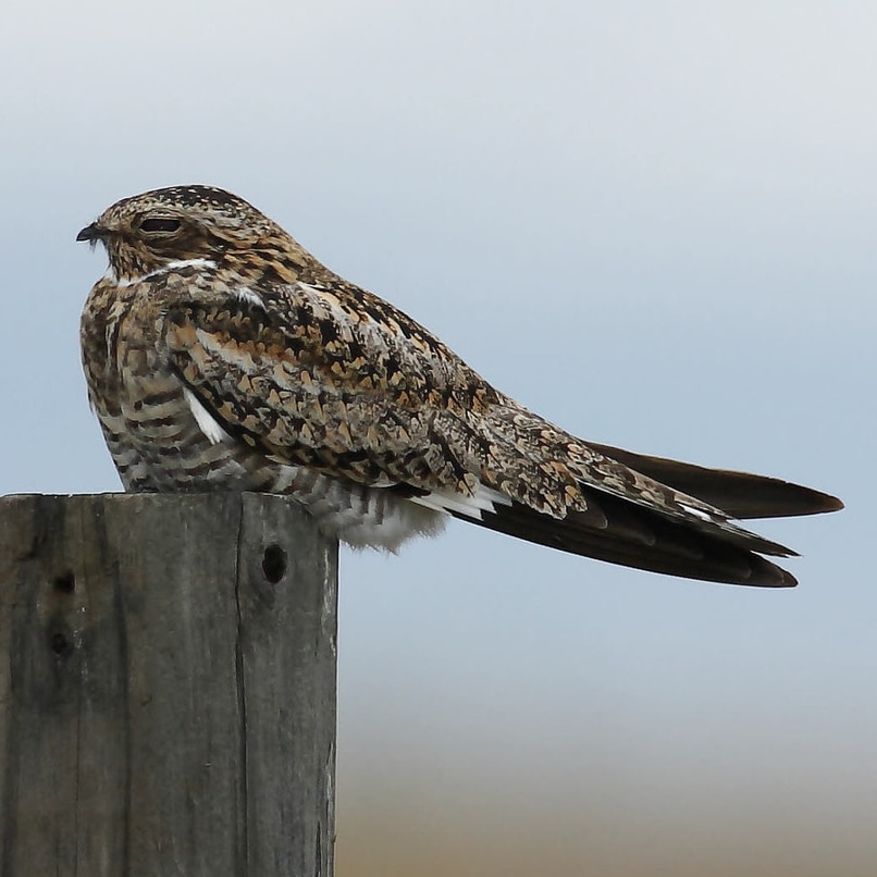 Common Nighthawk northwest oregon columbia county