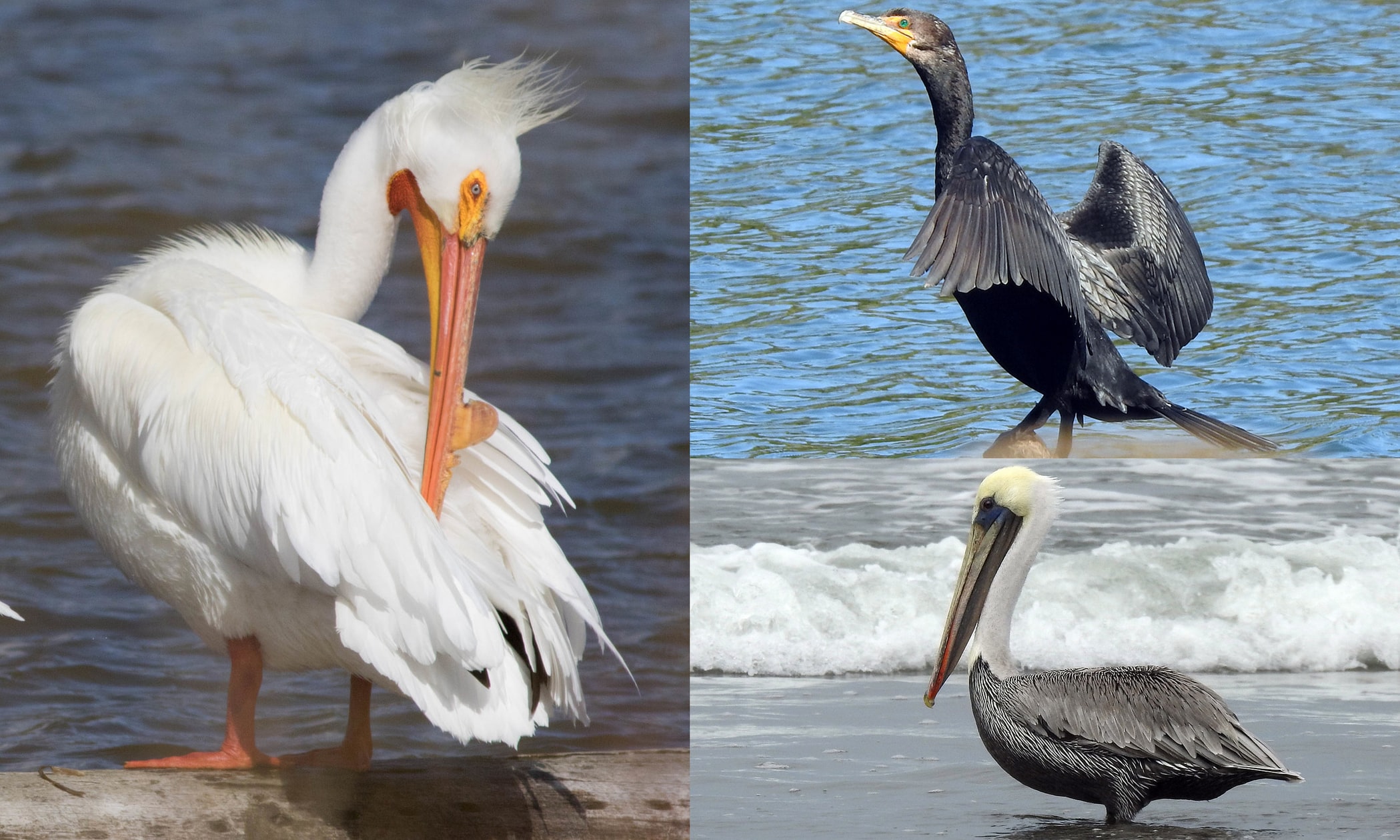 pelicans and cormorants of northwest oregon columbia county