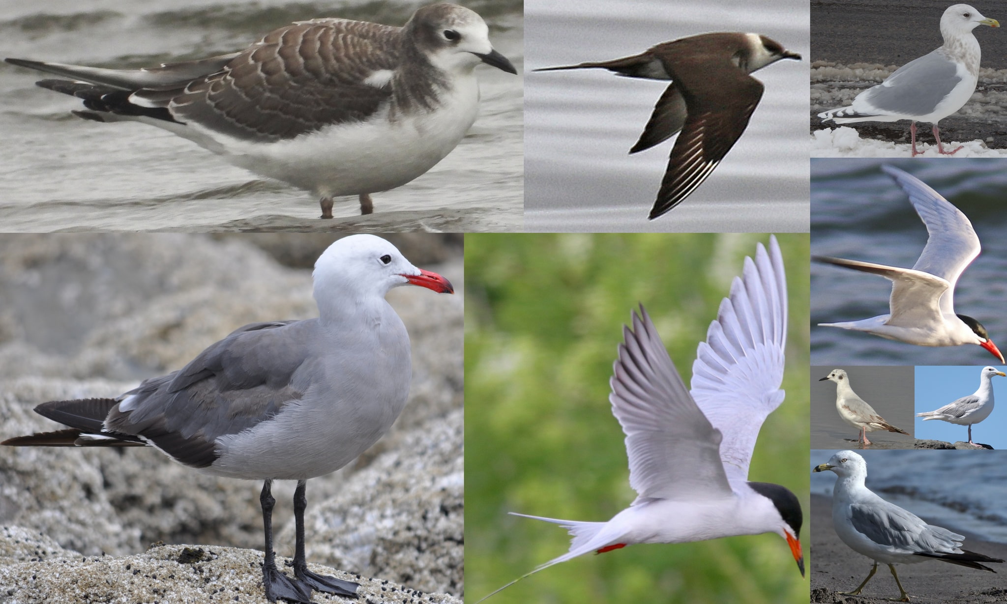 gulls terns jaegars of northwest oregon columbia county