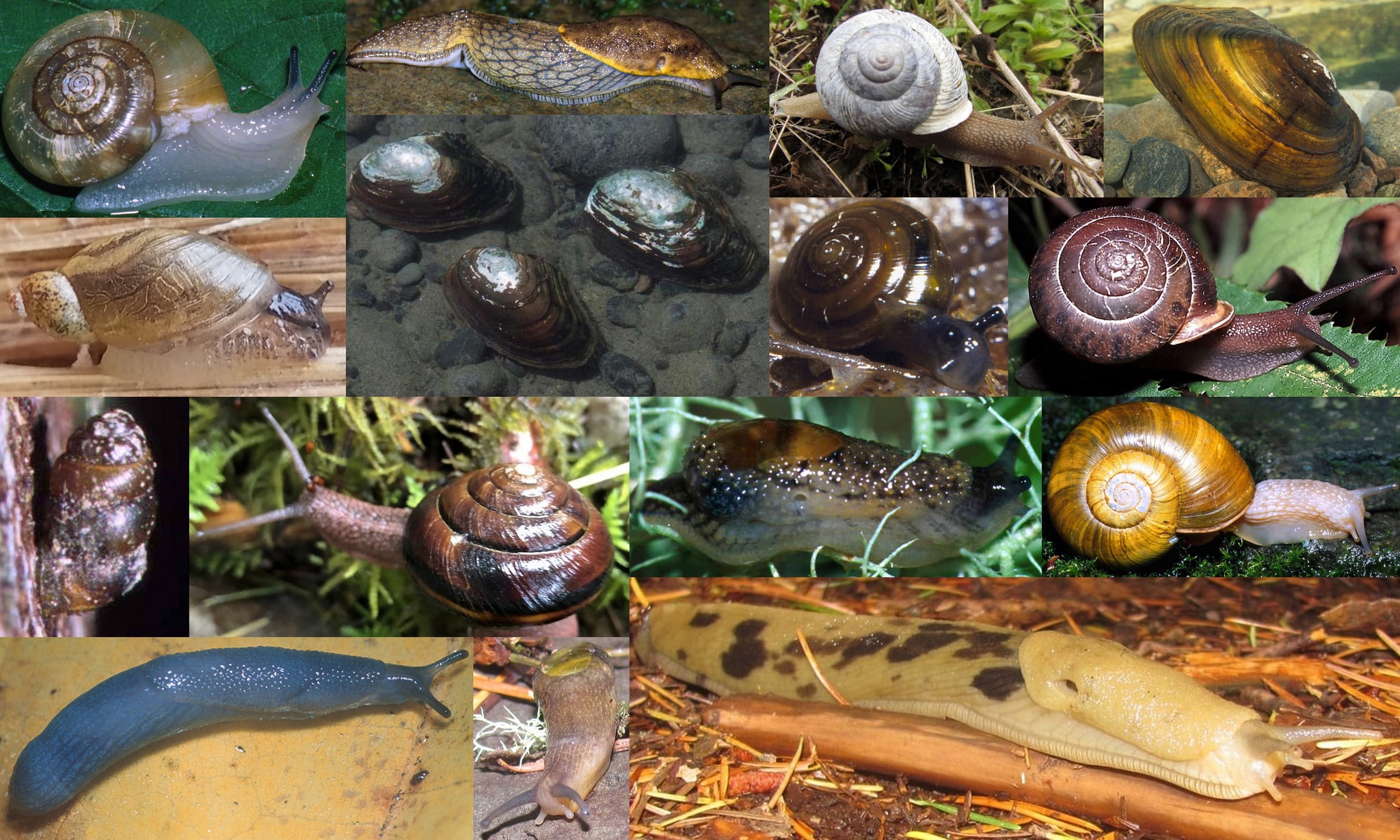 mollusks slugs snails mussels of northwest oregon columbia county