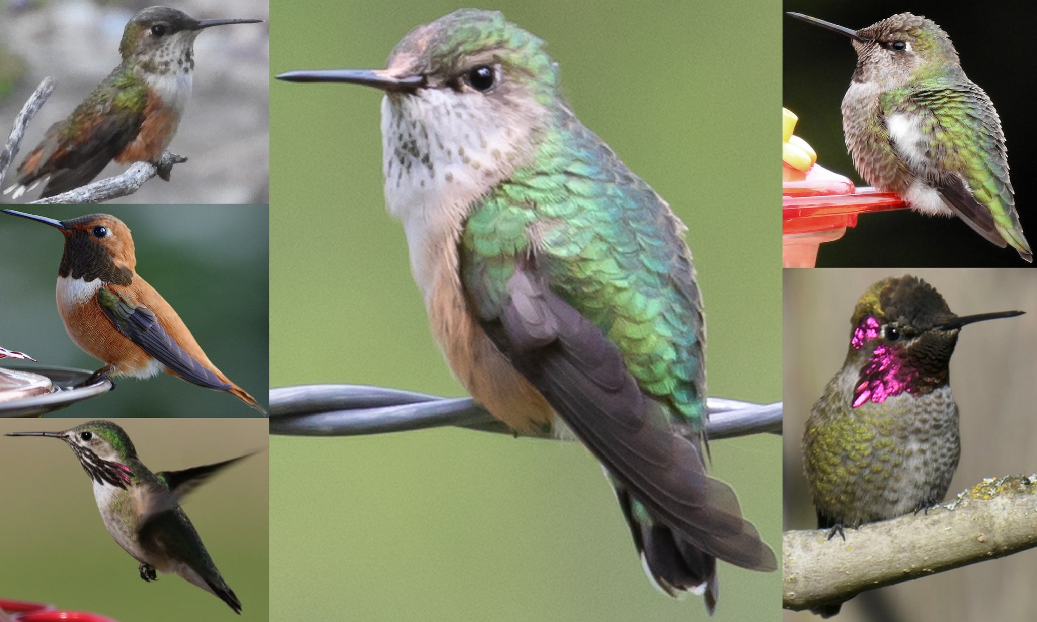 hummingbirds of northwest oregon columbia county