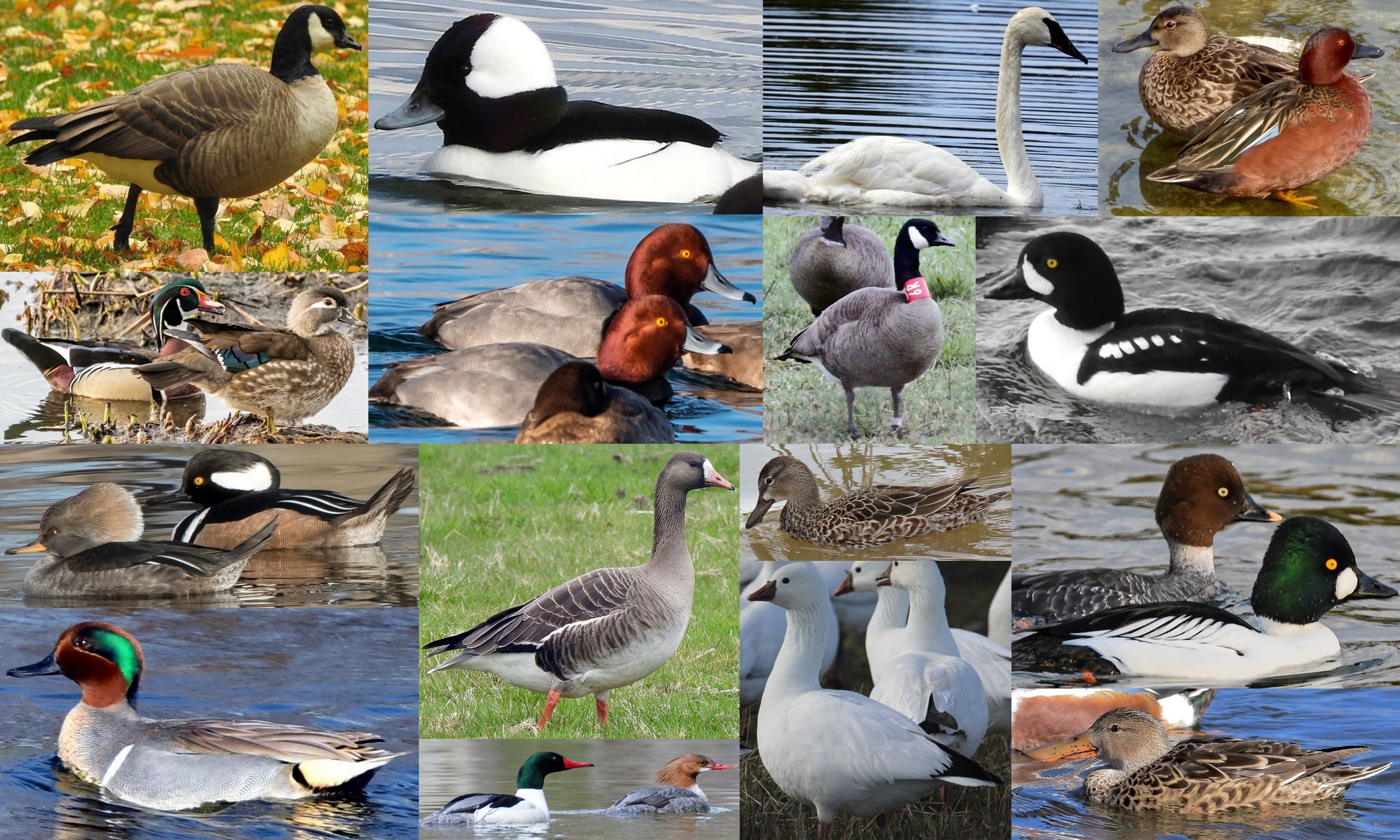 ducks geese swans waterfowl of northwest oregon columbia county