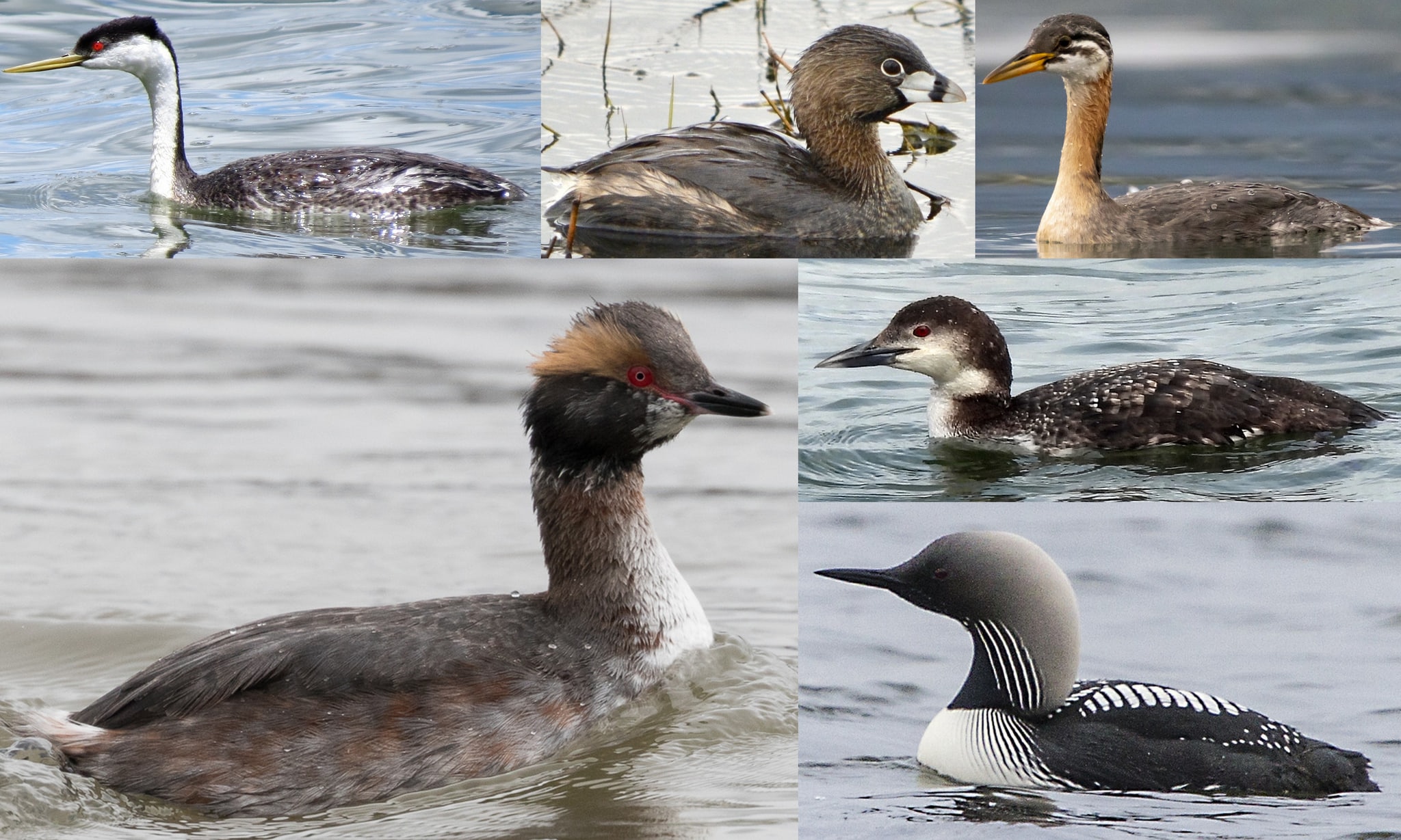 loons grebes oregon columbia county