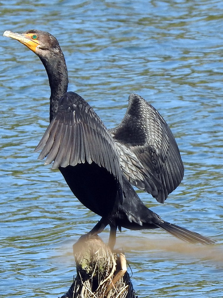cormorants and pelicans of northwest oregon columbia county double-crested cormorant