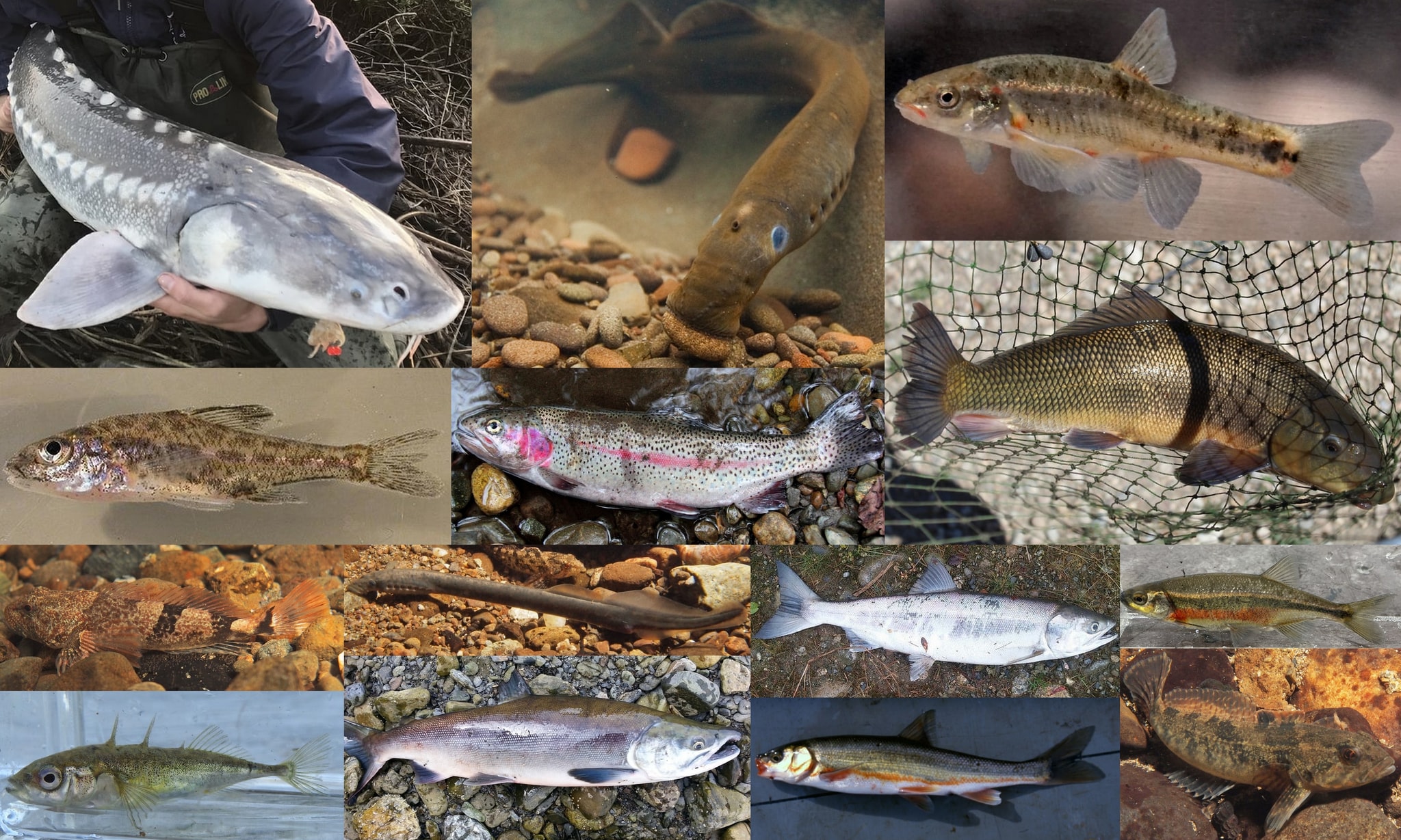 fish of northwest oregon columbia county