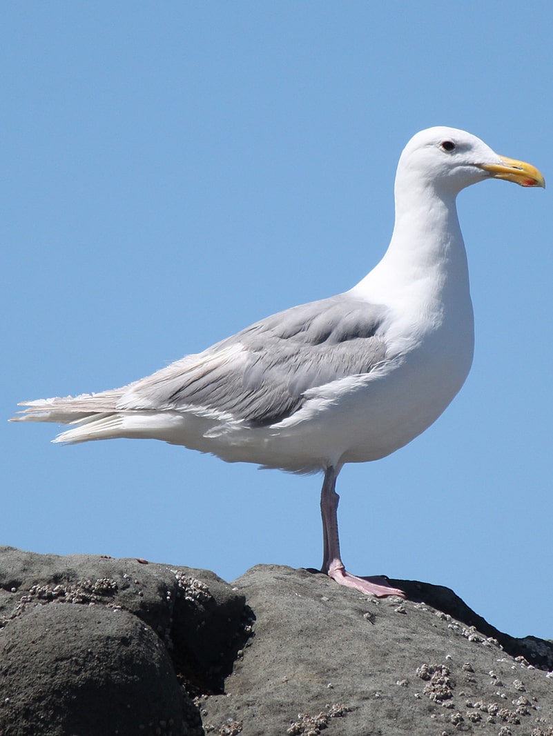 Glaucous-winged Gull gulls and terns of northwest oregon columbia county