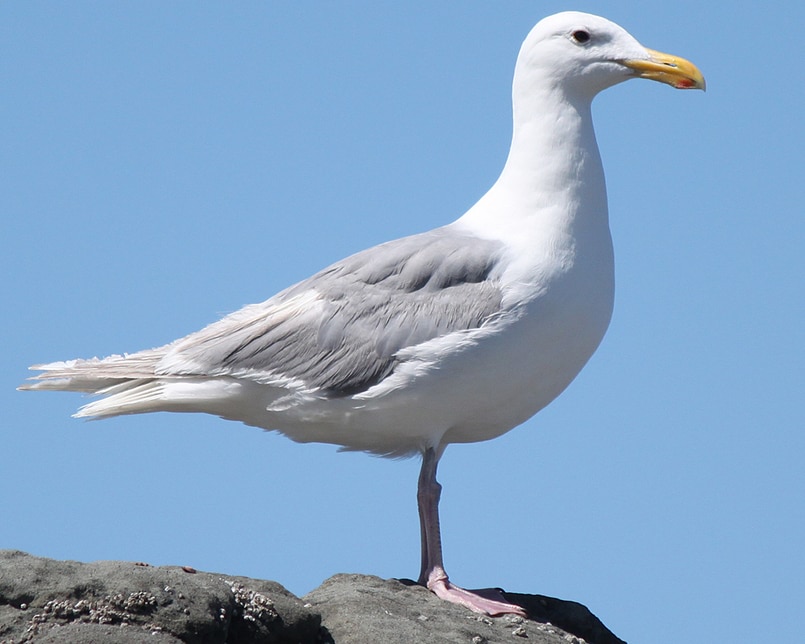 Glaucous-winged Gull oregon columbia county
