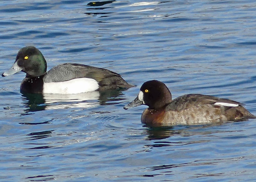 Greater Scaup oregon columbia county