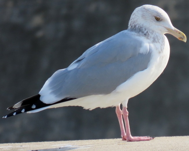 Herring Gull oregon columbia county