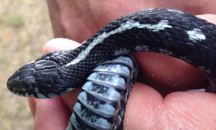 cz trail crown zellerbach vernonia pittsburg oregon wilark trailhead