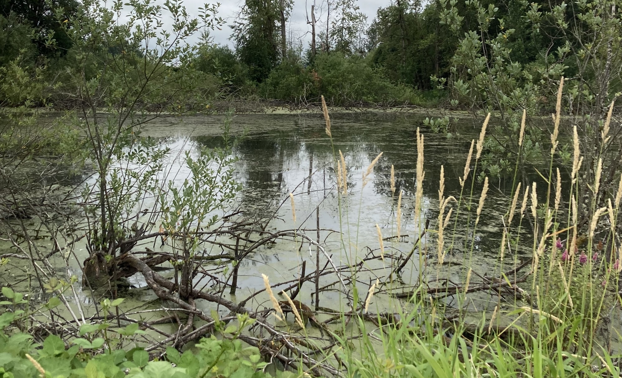 crown z trail cz chapman landing scappoose oregon