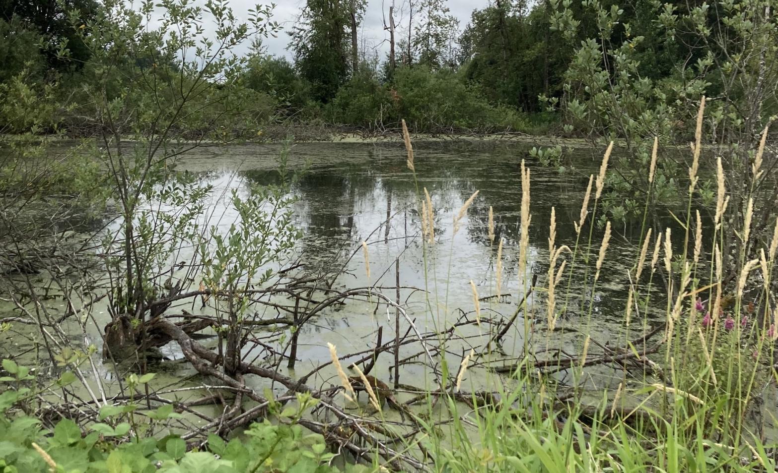 crown z trail cz chapman landing scappoose oregon