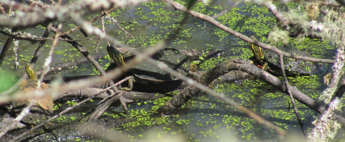 painted turtles crown z trail cz chapman landing scappoose oregon