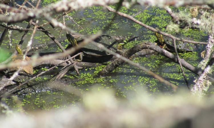 painted turtles crown z trail cz chapman landing scappoose oregon