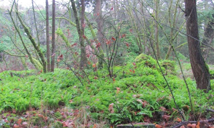 columbia botanical gardens nature trail st. helens oregon