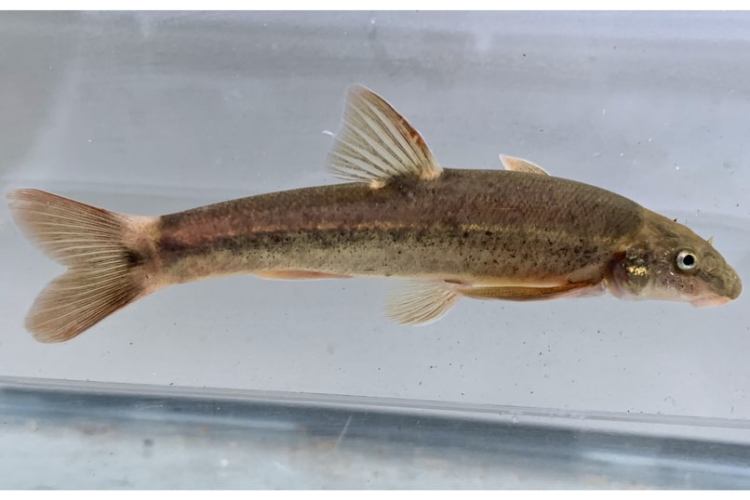 Oregon Long Fish Fish of Columbia County, Oregon – Wild Columbia County
