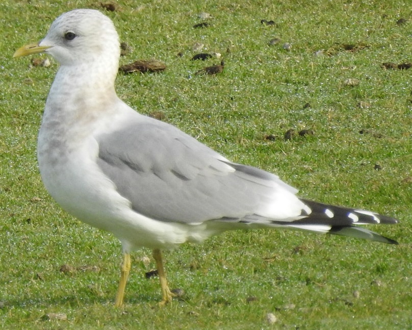 Gulls and Terns of Columbia County, Oregon – Wild Columbia County