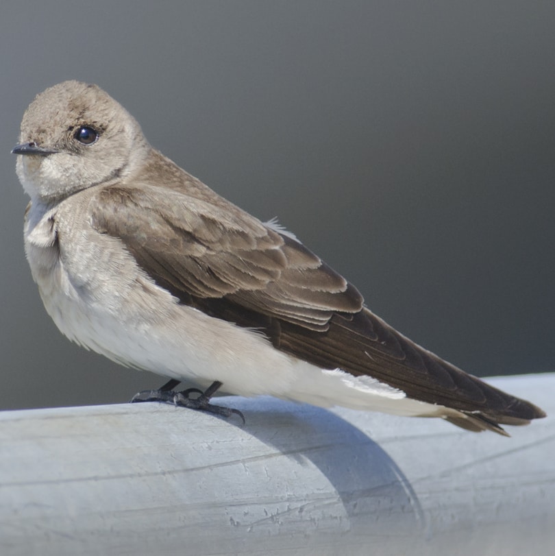 Northern Rough-winged Swallow columbia county northwest oregon