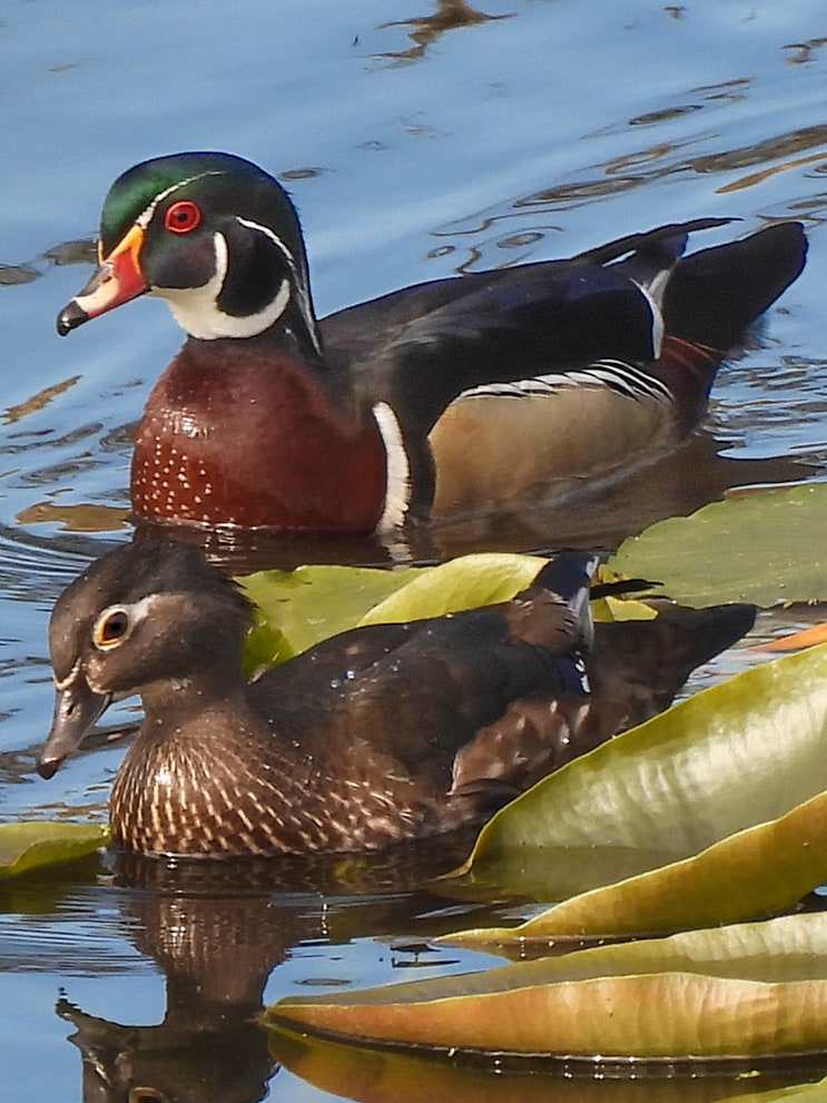 ducks geese swans waterfowl of northwest oregon columbia county wood duck