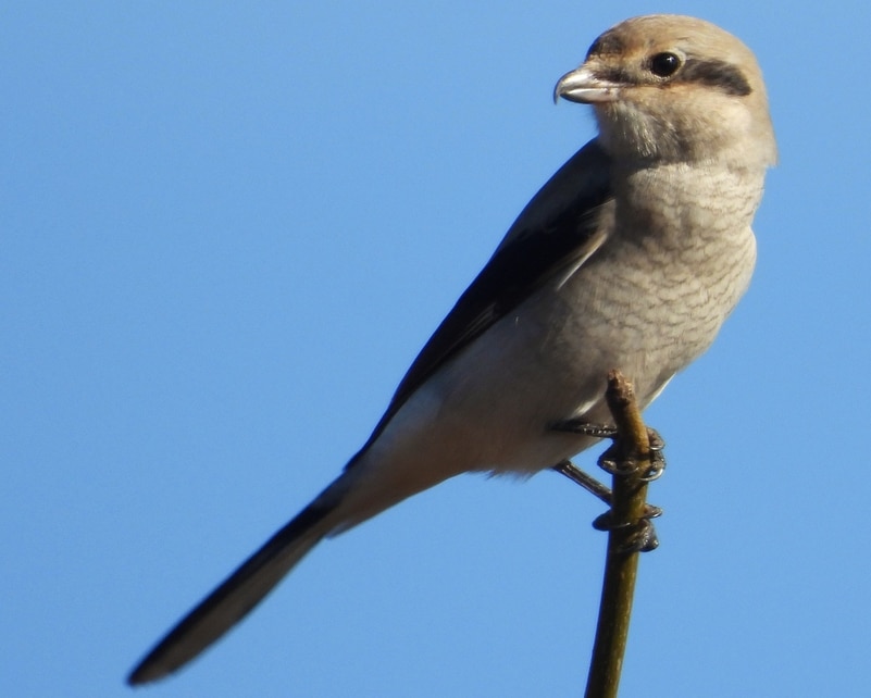 northern shrike columbia county northwest oregon